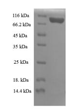 Mouse Kpnb1 protein