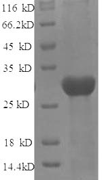 Rat Lox protein