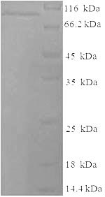 Mouse Loxl2 protein