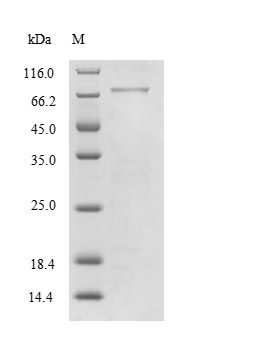 Human MAG protein