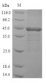 Human MAPK3 protein
