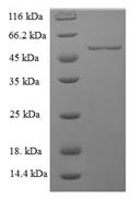 Human MFGE8 protein