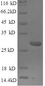 Mouse Nid1 protein
