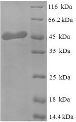 Human OGN protein