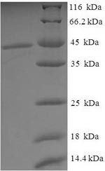 Human PLAT protein