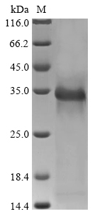 Rat Plaur protein