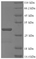 Human POLR3K protein