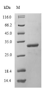 Mouse PRKDC protein