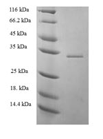 Human PRKRIR protein