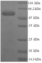Human PRSS23 protein