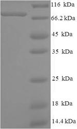 Human PSIP1 protein
