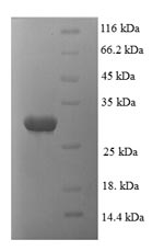 Human PSMA1 protein