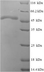 E. coli serB protein