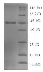 Human PTPN5 protein