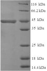Human PTPRZ1 protein