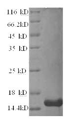 Bovine RETN protein