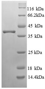 Human RNF7 protein