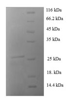 Human S100A1 protein