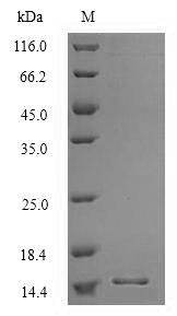 Human SFTPH protein
