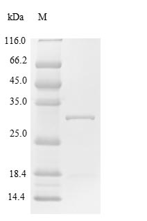Human SOCS1 protein