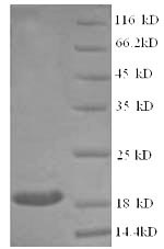 Mouse Sod1 protein