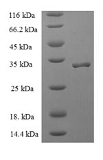 Human SRP19 protein