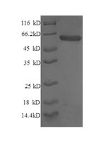 Human STX6 protein