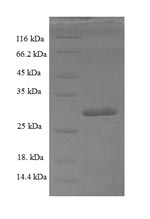 Human SUB1 protein