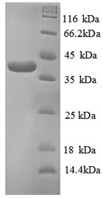Human TANK protein