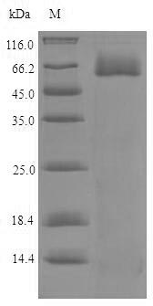 Human TOD2 protein