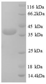 Human TEX12 protein