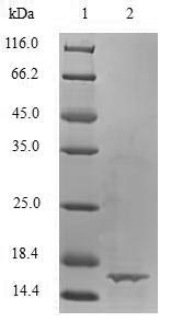 Bovine TGFB1 protein
