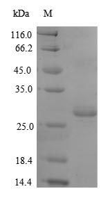 Mouse Thrombospondin 2 protein