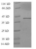Mouse Thbs3 protein