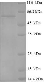 Human p53 protein