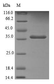 Human TXNL1 protein