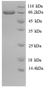 E. coli fadD protein