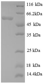 E. coli gadA protein
