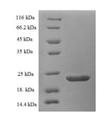 E.coli Echis carinatus Disintegrin EC3B protein