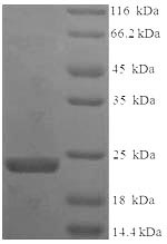 E.coli Factor Xa inhibitor BuXI protein