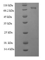 E.coli gltX1 protein