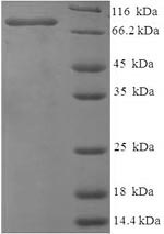 Chicken VTG1 protein