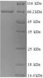 Canine F protein