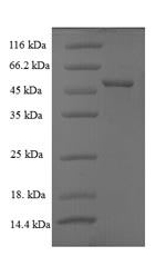 Viral VP6 protein