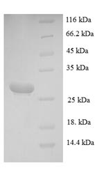 Mouse Mcpt4 protein