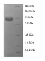 E.coli At2g24580 protein