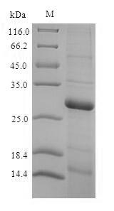 Rat Dio3 protein