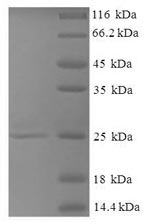 Mouse Selt protein