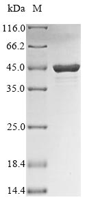 Viral NP protein