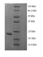 E.coli fim2 protein